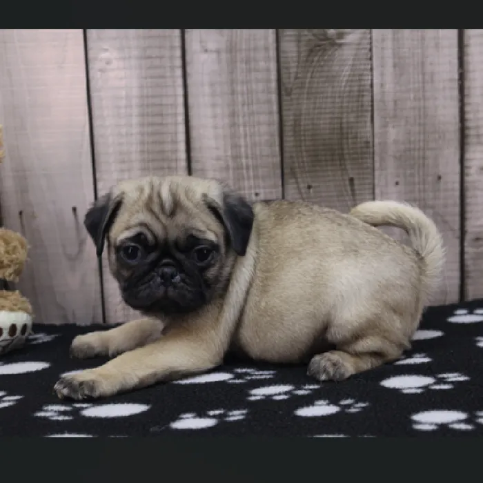 Male Pug Puppy for Sale in Schererville, IN