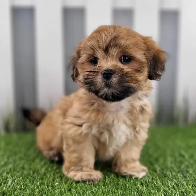 Male Lhasa Apso Puppy for Sale in Schererville, IN