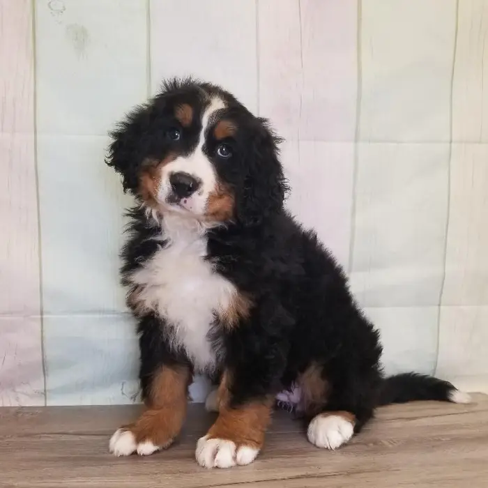 Female Bernese Mountain Dog Puppy for Sale in Schererville, IN