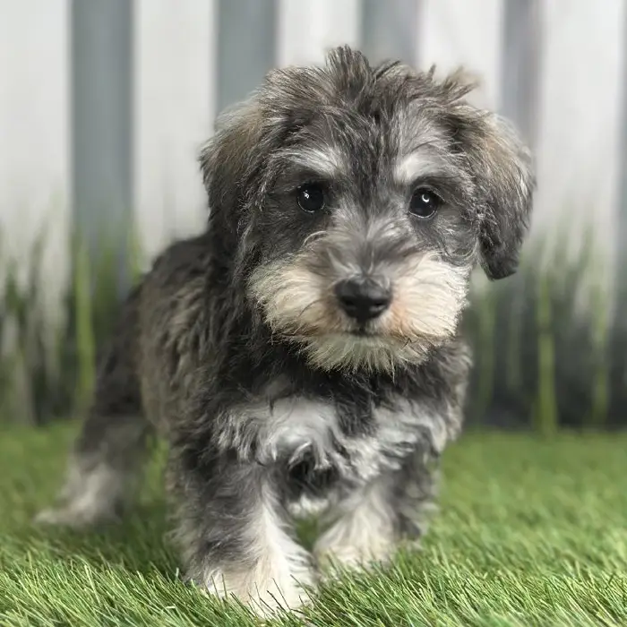 Female Miniature Schnauzer Puppy for Sale in Indianapolis, IN