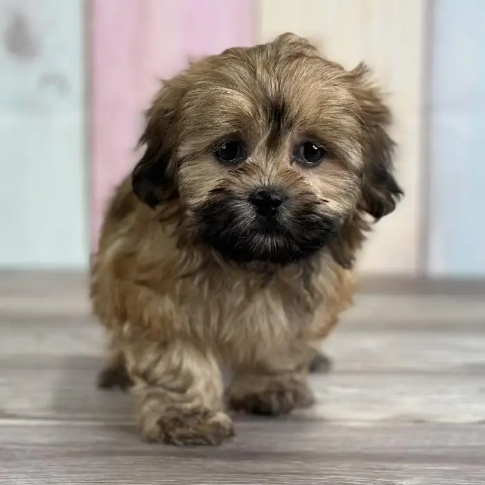 Female LhasaChon Puppy for Sale in Indianapolis, IN
