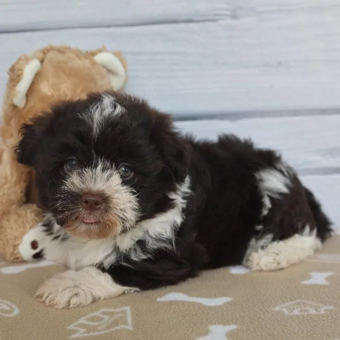 Female Havanese Puppy for Sale in Schererville, IN