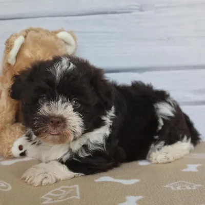 Female Havanese Puppy for Sale in Schererville, IN