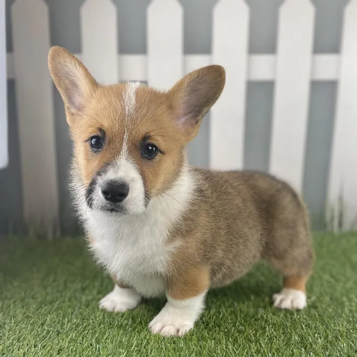 Female Pembroke Welsh Corgi Puppy for Sale in Schererville, IN