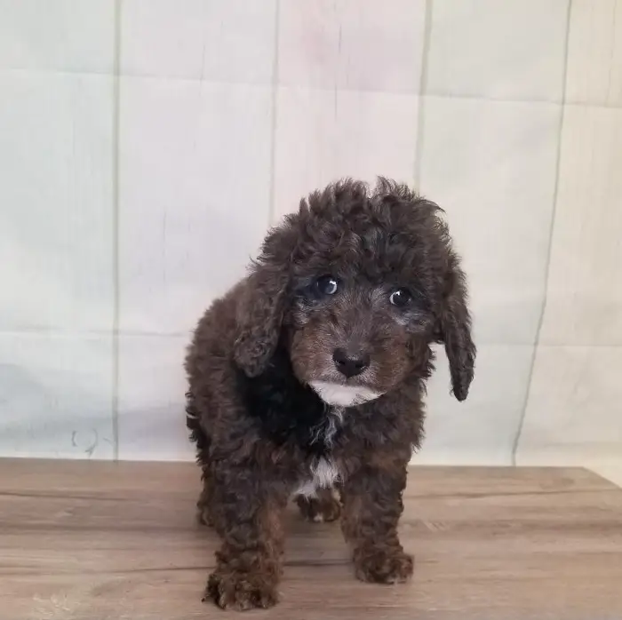 Male Miniature Goldendoodle Puppy for Sale in Schererville, IN