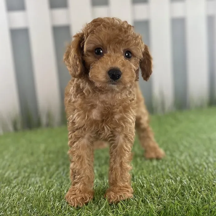 Male Toy Poodle Puppy for Sale in Schererville, IN