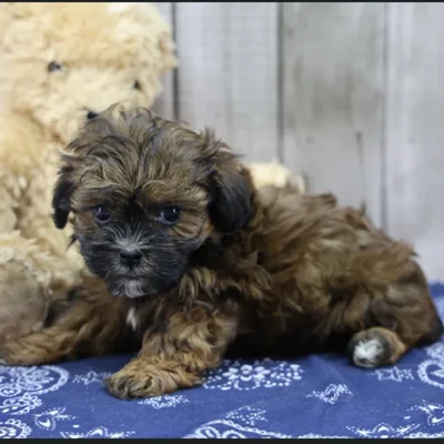 Female ShihPoo Puppy for Sale in Schererville, IN