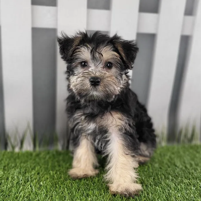 Female Schnorkie Puppy for Sale in Schererville, IN