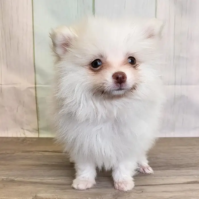 Male Pomeranian Puppy for Sale in Schererville, IN