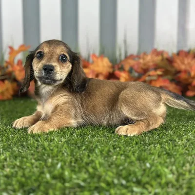 Male Miniature Dachshund Puppy for Sale in Indianapolis, IN