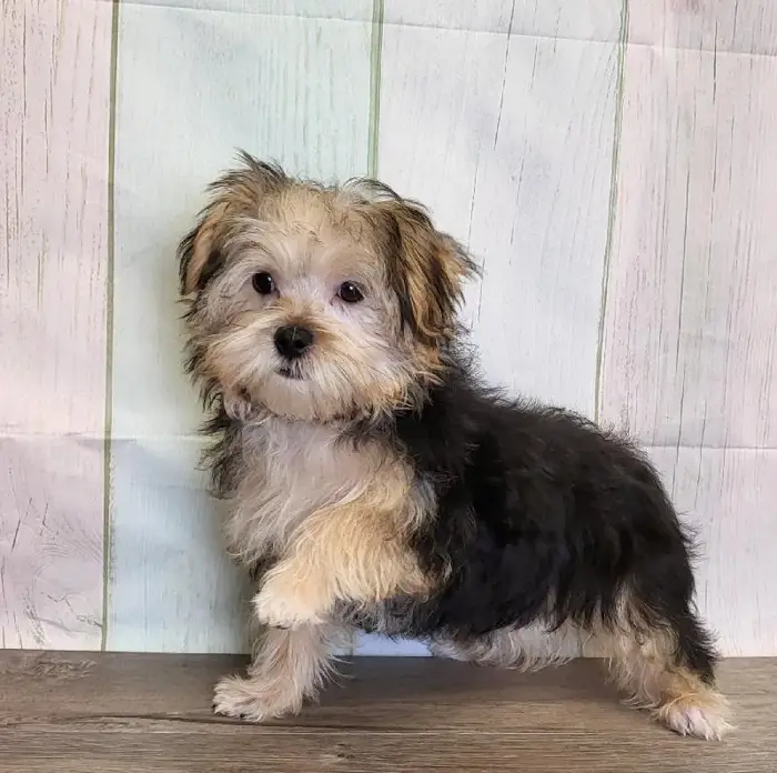 Female Morkie Puppy for Sale in Indianapolis, IN