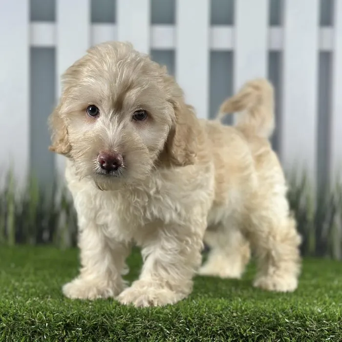 Male Miniature Whoodle Puppy for Sale in Indianapolis, IN