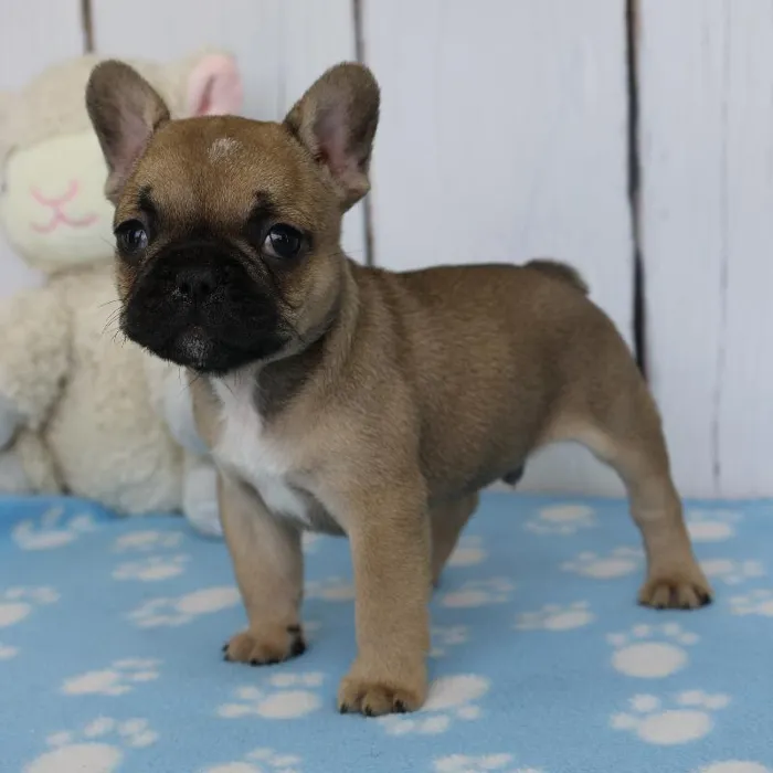 Male French Bulldog Puppy for Sale in Schererville, IN