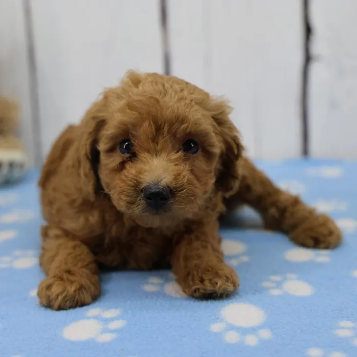 Female Miniature Poodle Puppy for Sale in Indianapolis, IN