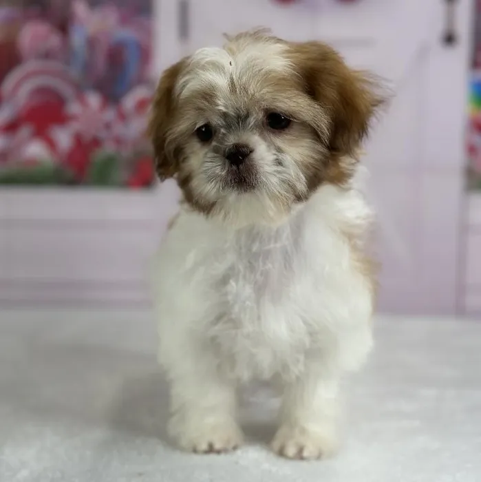 Female Shih Tzu Puppy for Sale in Indianapolis, IN