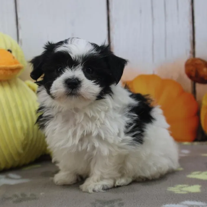 Female Maltiton Puppy for Sale in Indianapolis, IN