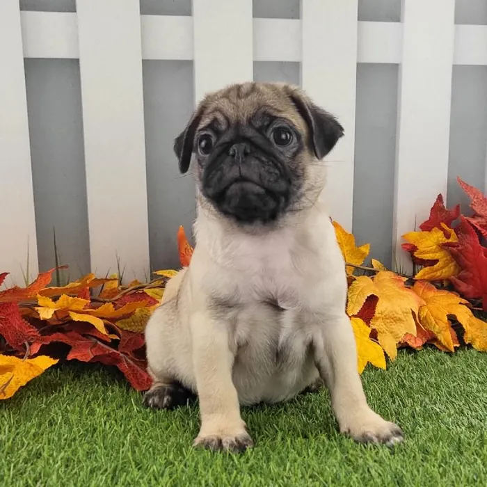 Male Pug Puppy for Sale in Schererville, IN