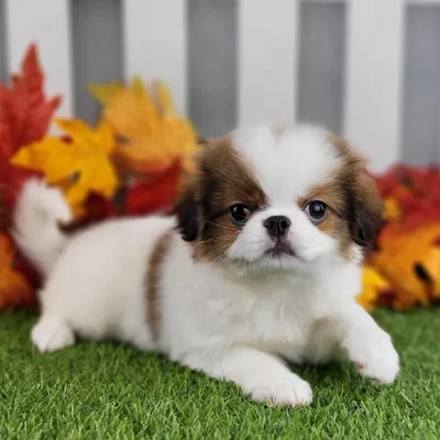 Female Japanese Chin Puppy for Sale in Schererville, IN