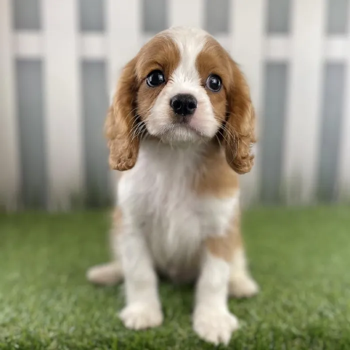 Male Cavalier King Charles Spaniel Puppy for Sale in Schererville, IN