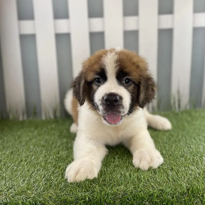 Male Saint Bernard Puppy for Sale in Schererville, IN