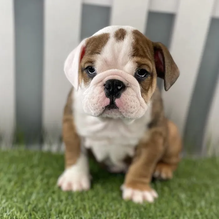 Male Victorian Bulldog Puppy for Sale in Schererville, IN