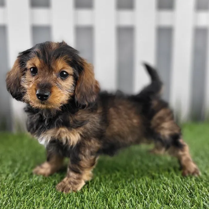 Female Dorkie Puppy for Sale in Schererville, IN