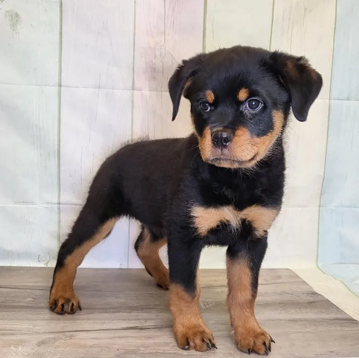 Female Rottweiler Puppy for Sale in Indianapolis, IN