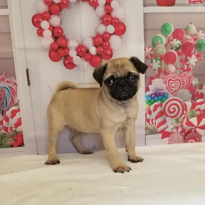 Male Pug Puppy for Sale in Schererville, IN