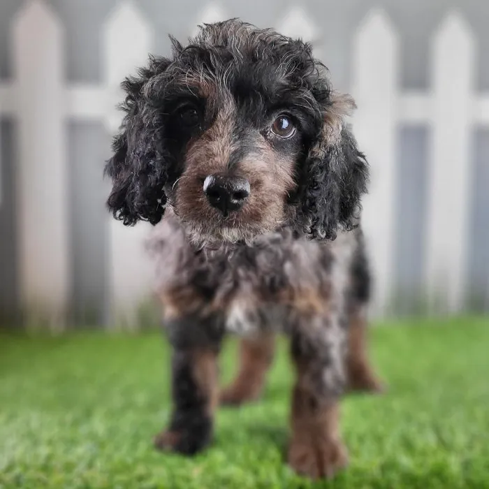 Male Cavapoo Puppy for Sale in Schererville, IN