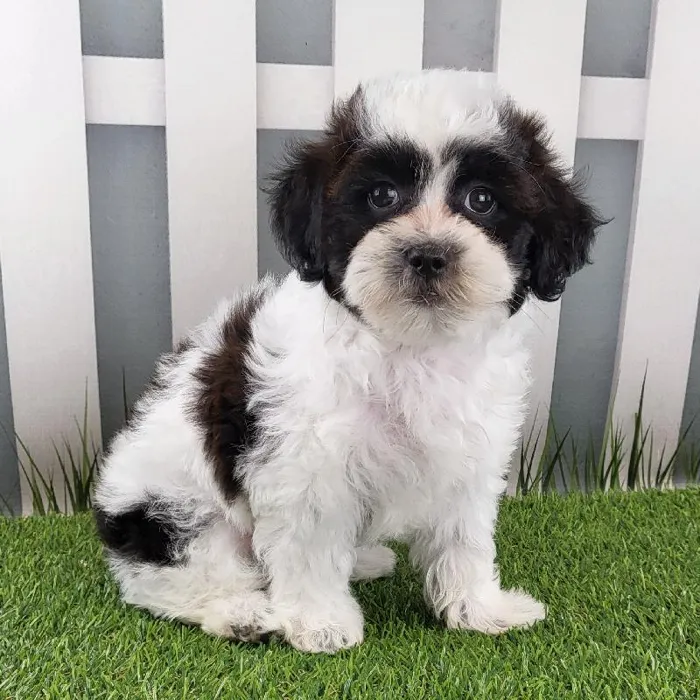 Male ShihPoo Puppy for Sale in Schererville, IN
