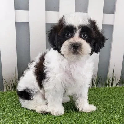 Male ShihPoo Puppy for Sale in Schererville, IN