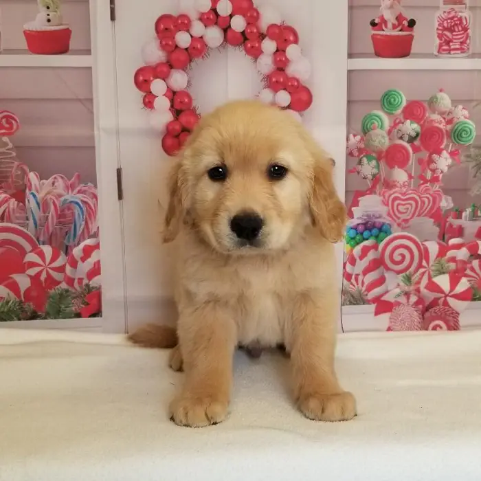 Male Golden Retriever Puppy for Sale in Schererville, IN