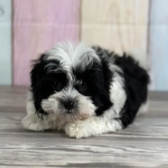 Female Havanese Puppy for Sale in Indianapolis, IN