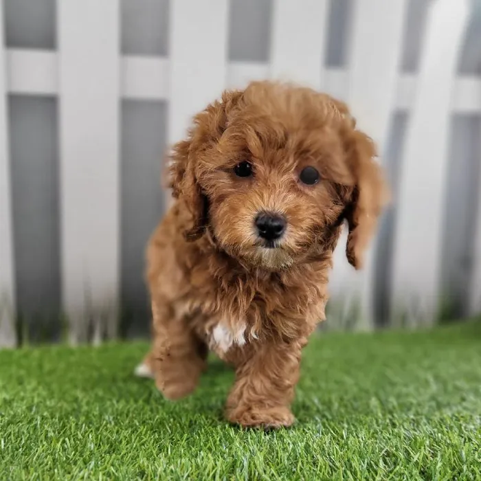 Female Cavapoo Puppy for Sale in Schererville, IN