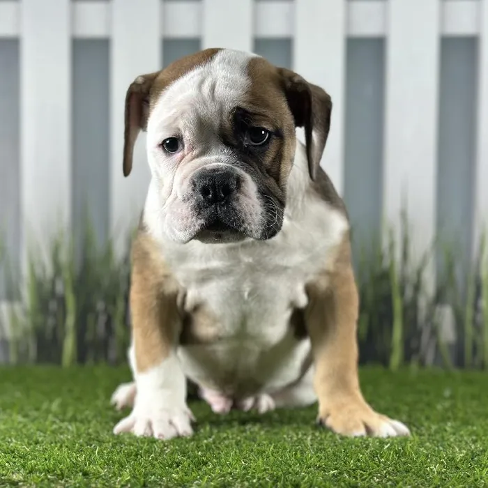 Male Victorian Bulldog Puppy for Sale in Schererville, IN