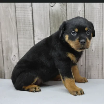 Female Rottweiler Puppy for Sale in Schererville, IN