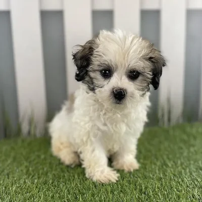 Female Havanese Puppy for Sale in Schererville, IN