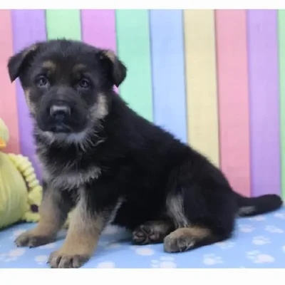 Male German Shepherd Puppy for Sale in Schererville, IN