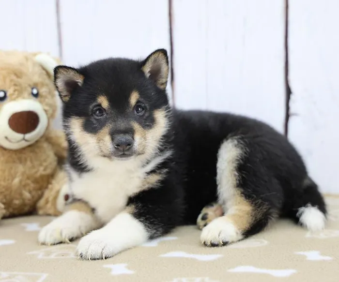 Male Shiba Inu Puppy for Sale in Schererville, IN
