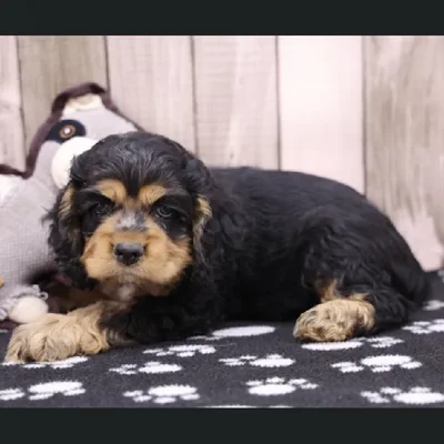 Male Cocker Spaniel Puppy for Sale in Schererville, IN
