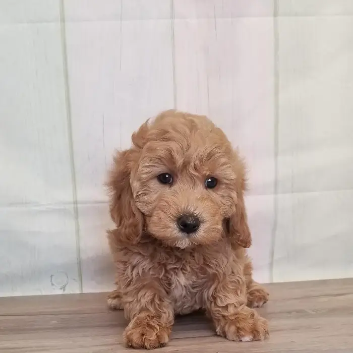 Female Miniature Goldendoodle Puppy for Sale in Schererville, IN
