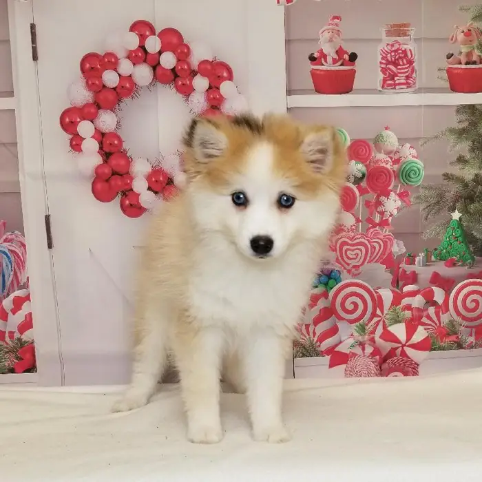Female Pomsky Puppy for Sale in Indianapolis, IN