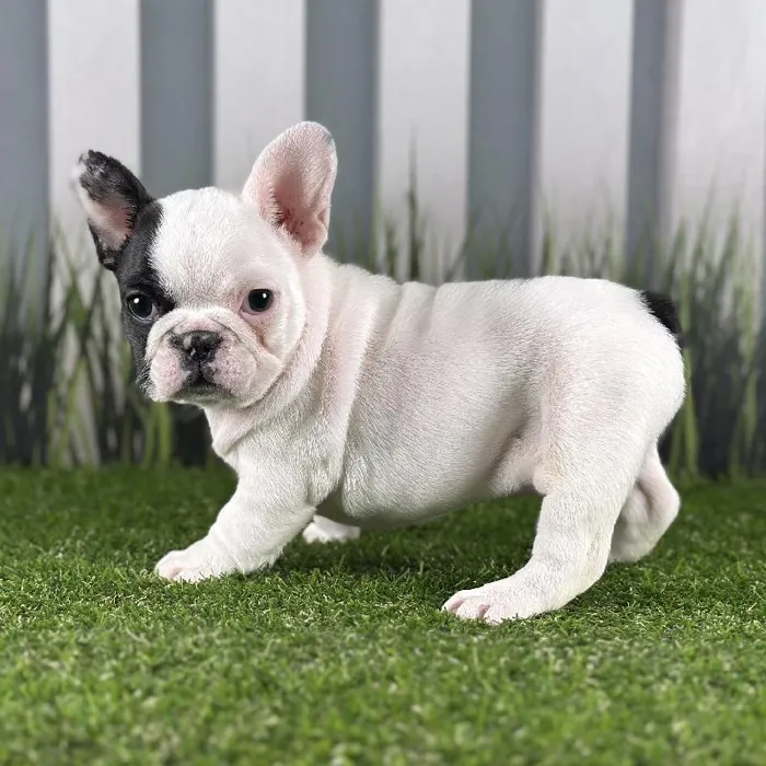 Female French Bulldog Puppy for Sale in Indianapolis, IN