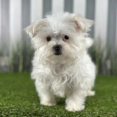 Male Maltese Puppy for Sale in Indianapolis, IN