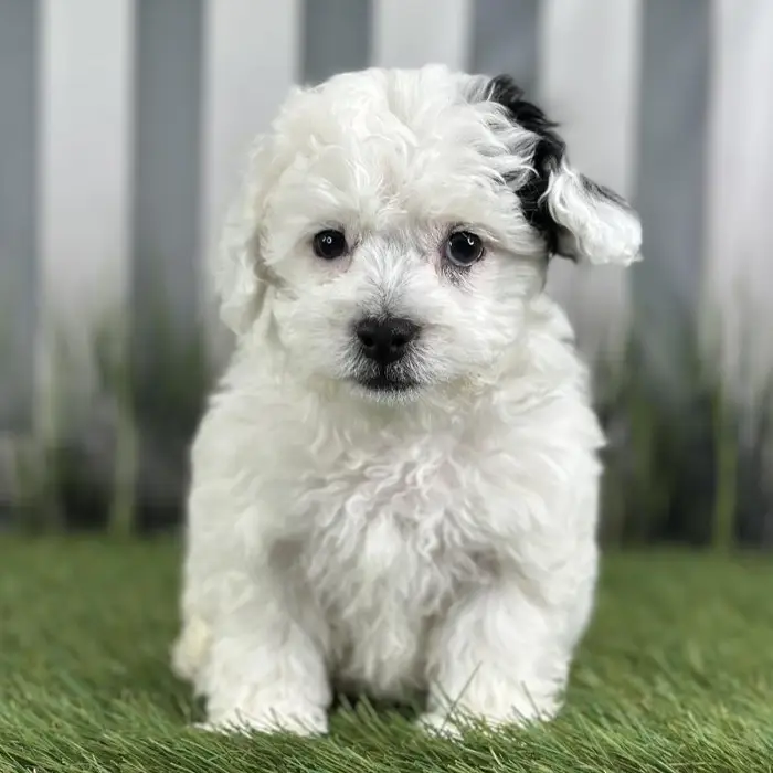 Female Cockapoo Puppy for Sale in Indianapolis, IN
