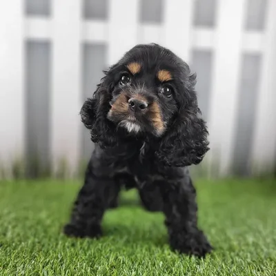 Female Cocker Spaniel Puppy for Sale in Schererville, IN