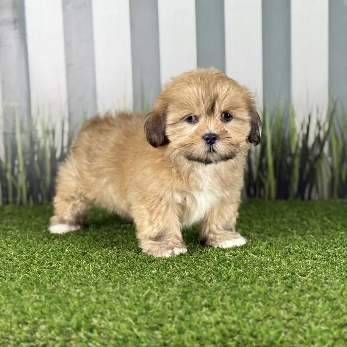 Female Lhasa Apso Puppy for Sale in Indianapolis, IN