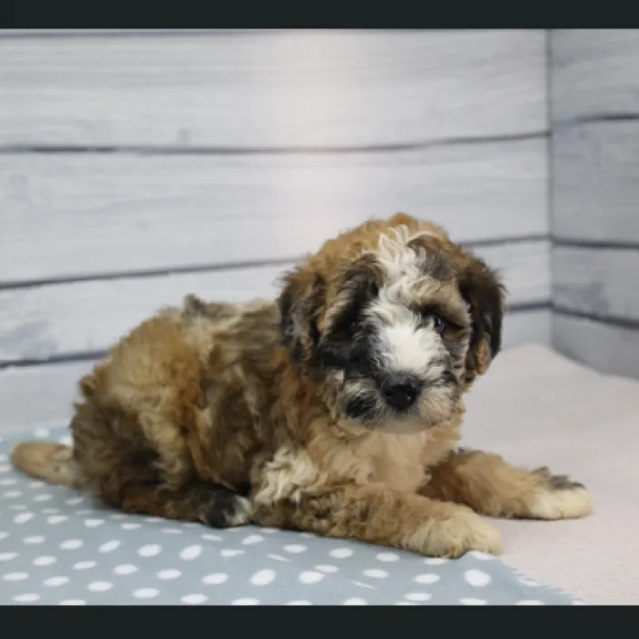 Female Miniature Whoodle Puppy for Sale in Schererville, IN