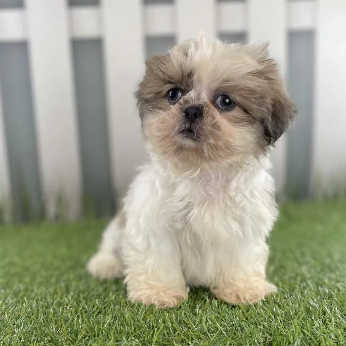 Female Shih Tzu Puppy for Sale in Schererville, IN