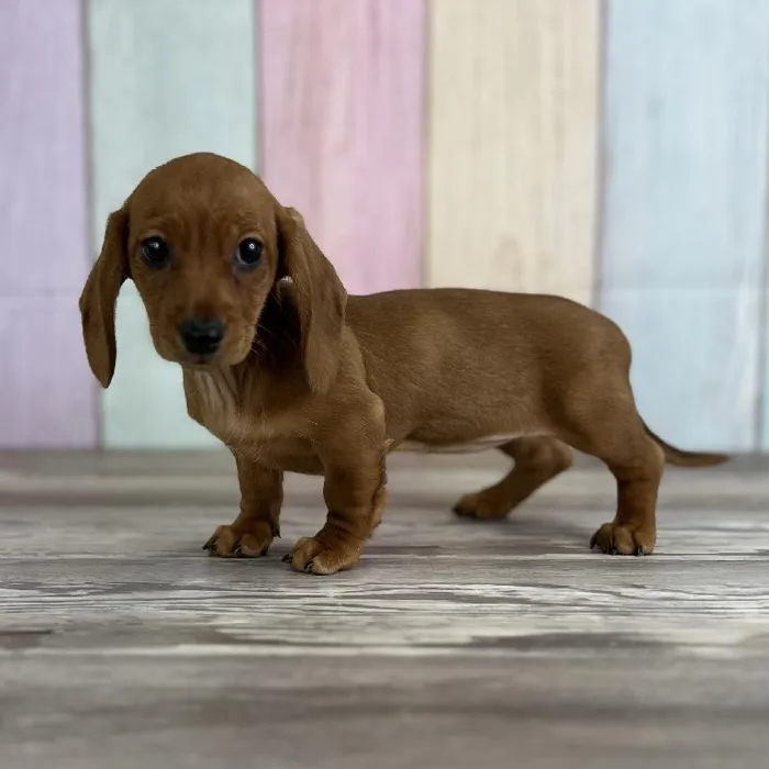 Female Miniature Dachshund Puppy for Sale in Indianapolis, IN